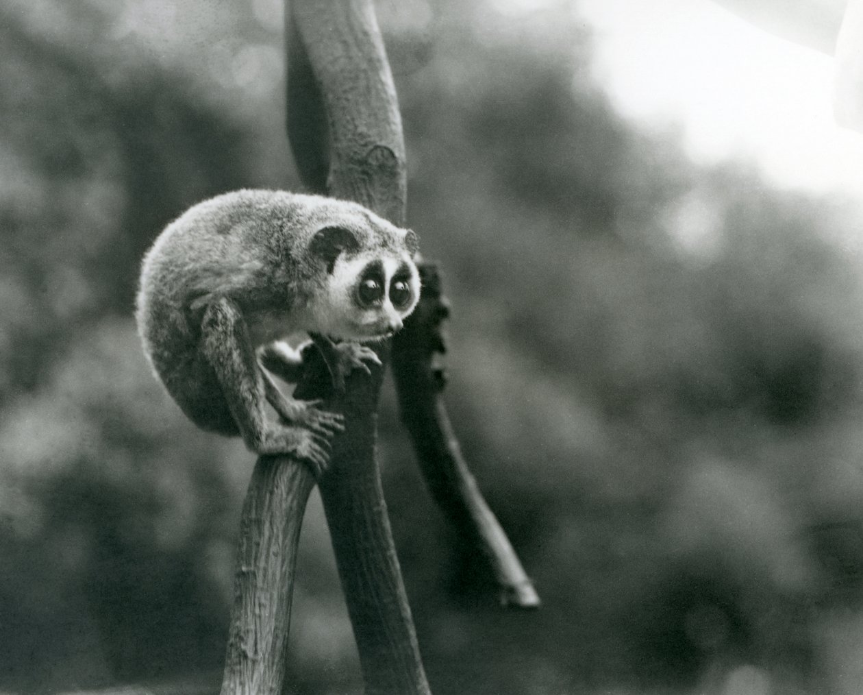 Um delgado Loris olhando para baixo em um galho, zoológico de Londres, agosto de 1926 de Frederick William Bond