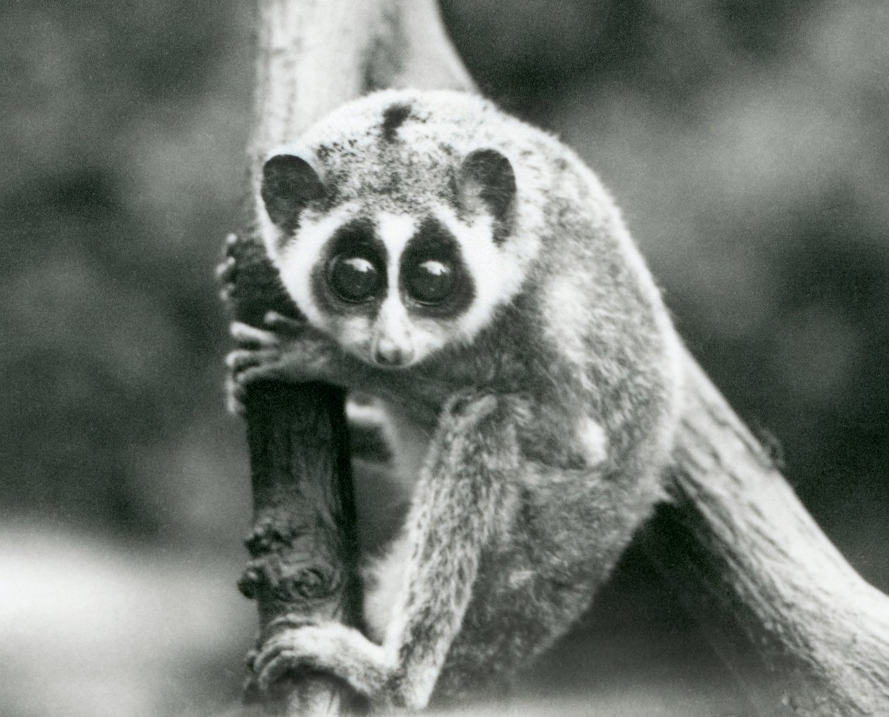 Um delgado Loris olhando para baixo em um galho, zoológico de Londres, agosto de 1926 de Frederick William Bond