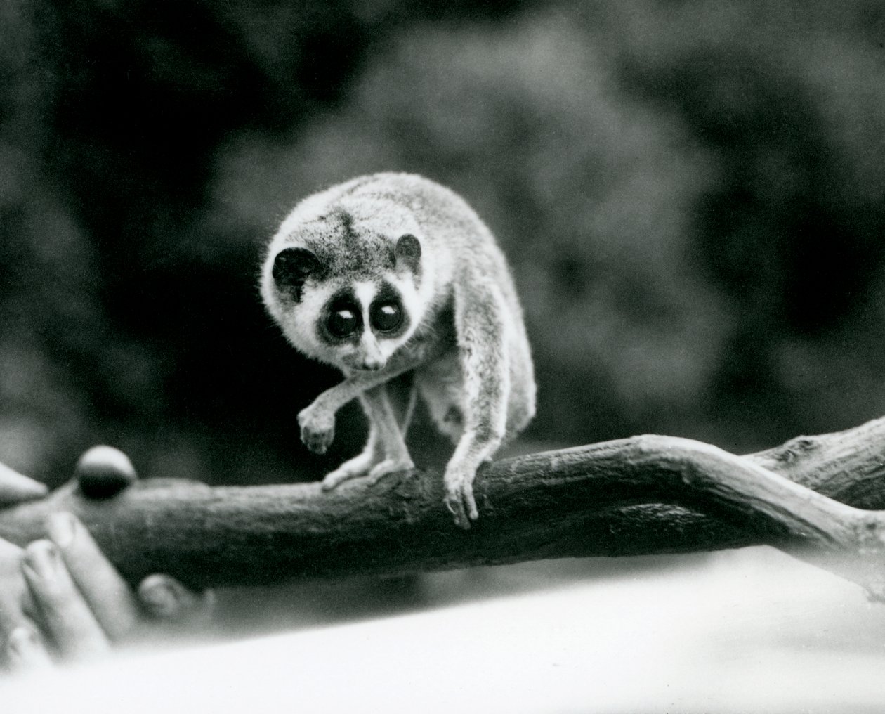 Um Delgado Loris olhando para baixo de um galho que é mantido em mãos de guardadores, Zoológico de Londres, em agosto de 1926 de Frederick William Bond