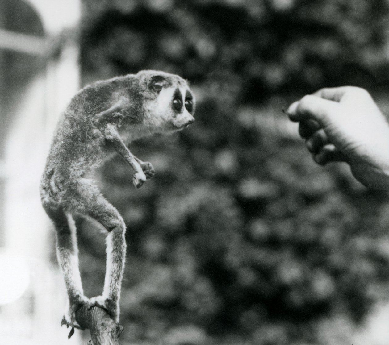 A Delgado Loris em pé em um galho, olhando para uma mão de guardiões como é oferecido uma larva de farinha, Zoológico de Londres, de agosto de 1926 de Frederick William Bond