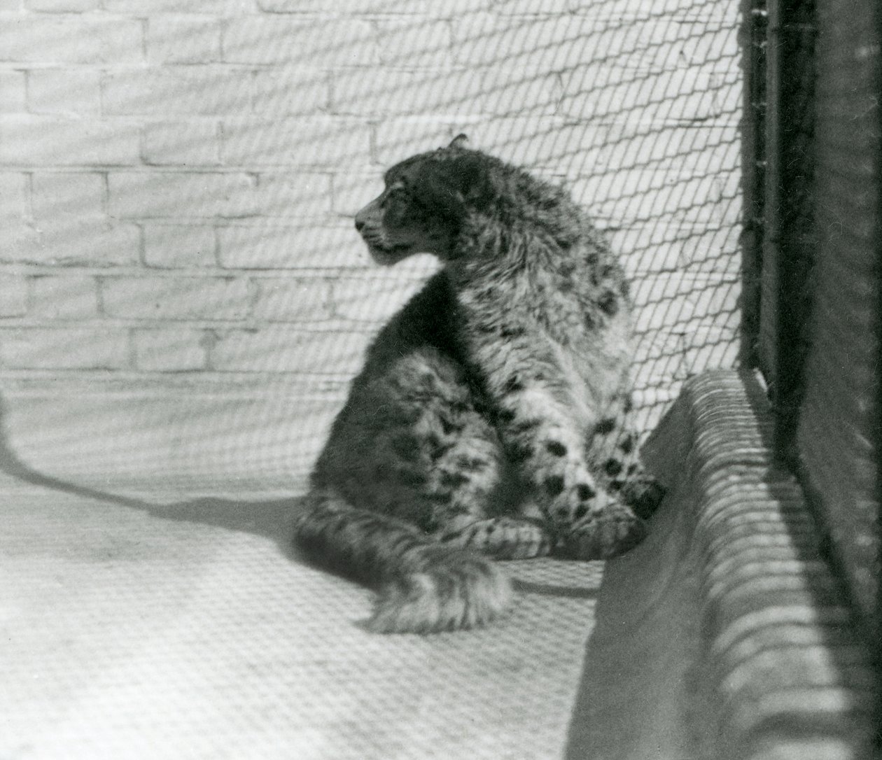 Um Leopardo da Neve sentado, no chão, no Jardim Zoológico de Londres de Frederick William Bond