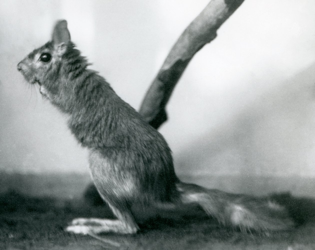 Um sul-africano SpringhareCape Jumping Hare sentado por uma filial em seu recinto, o zoológico de Londres, em dezembro de 1925 de Frederick William Bond