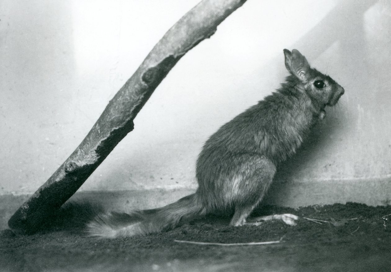 Um sul-africano SpringhareCape Jumping Hare sentado sob uma filial em seu recinto, o zoológico de Londres, em dezembro de 1925 de Frederick William Bond