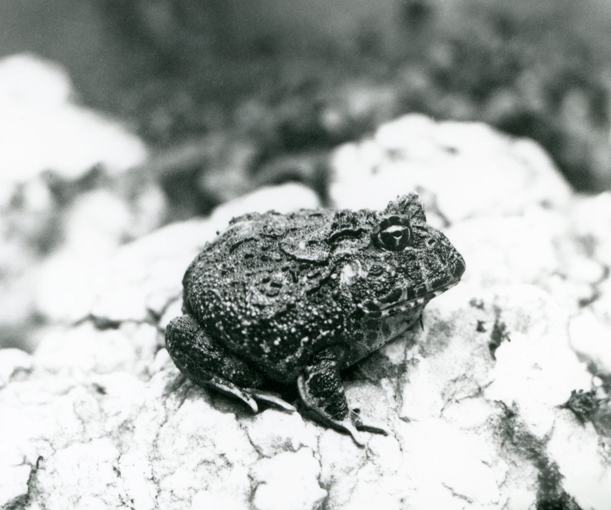 Um sapo com chifres sul-americanos sentado numa rocha, Jardim Zoológico de Londres, Agosto de 1928 (foto a p/b) de Frederick William Bond
