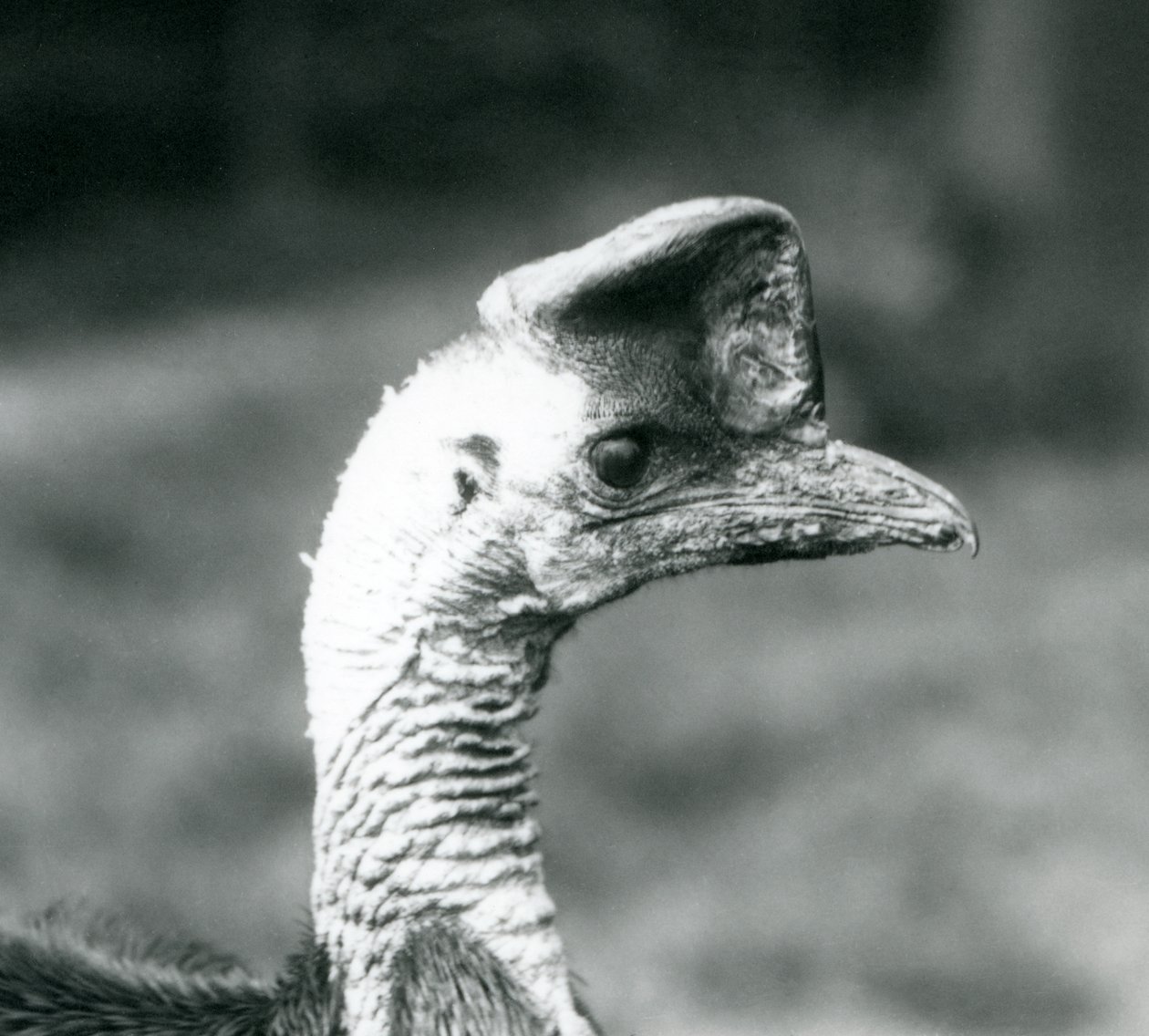Cassowary do Sul no Zoológico de Londres, junho de 1925 de Frederick William Bond