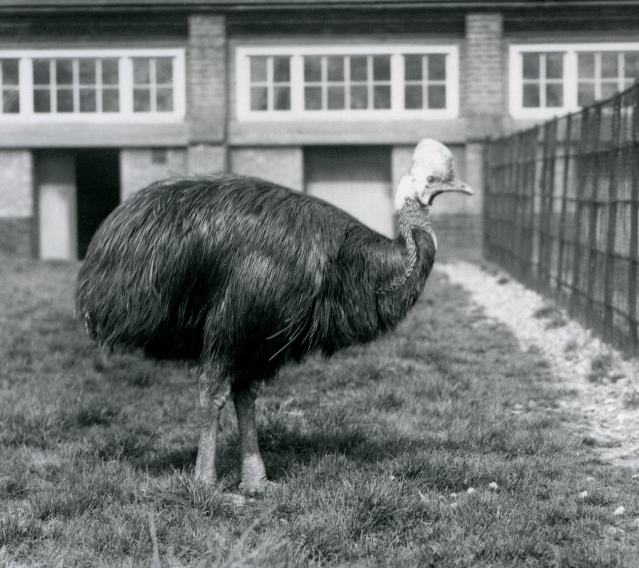Cassowary do sul no zoológico de Londres em junho de 1925 de Frederick William Bond
