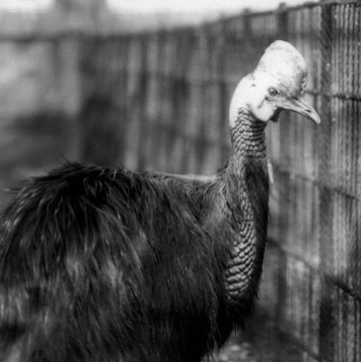 Cassowary do sul no zoológico de Londres em junho de 1925 de Frederick William Bond