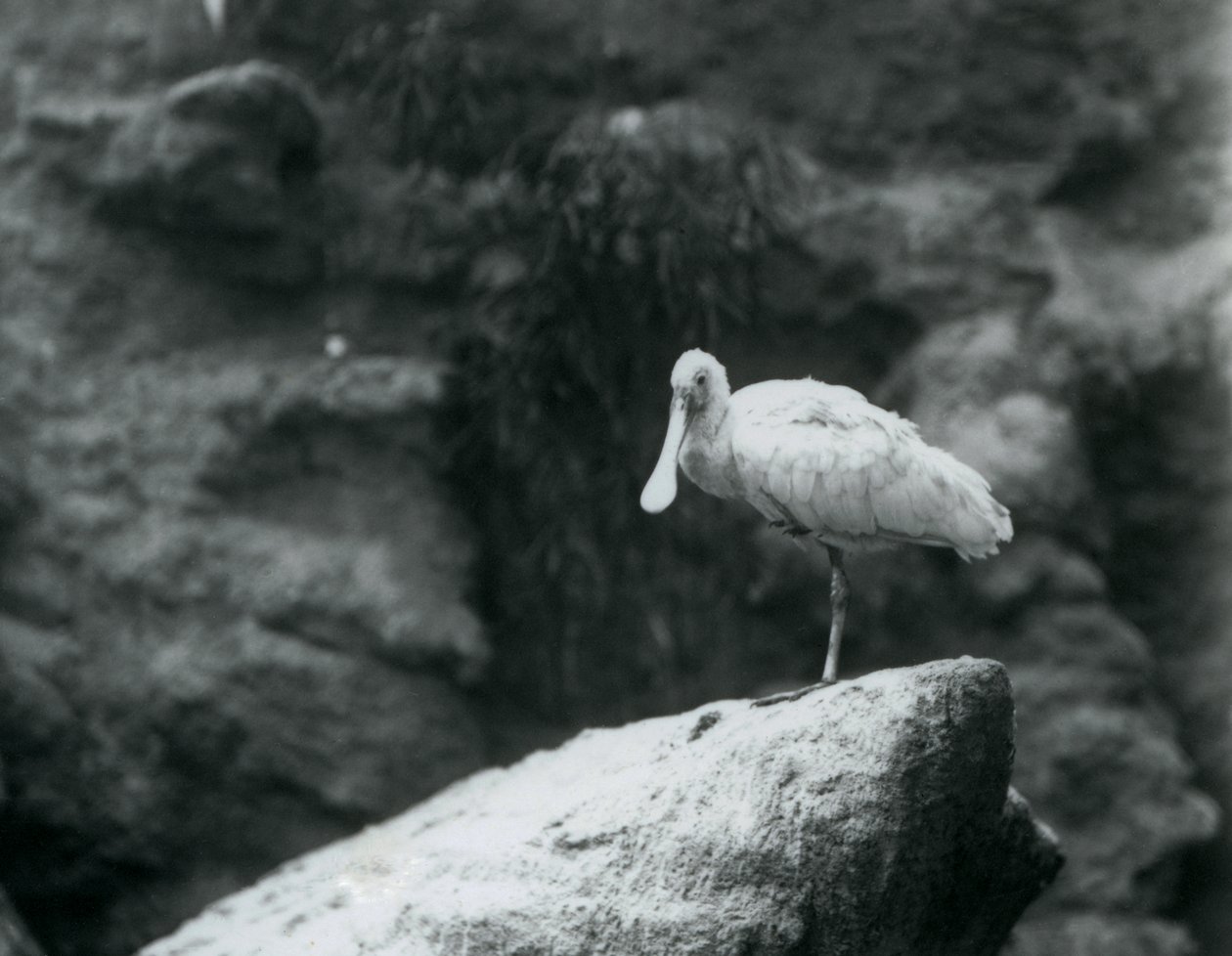 Um, spoonbill, ficar, ligado, um, rocha, em, jardim zoológico londres, em, setembro, 1927 de Frederick William Bond