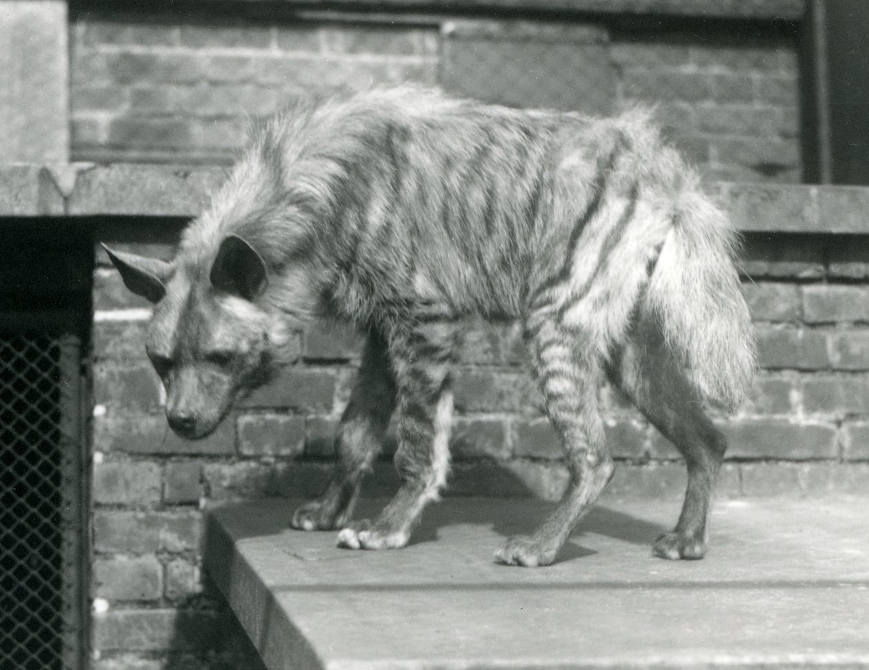 Uma Hyaena listrada em pé em uma plataforma em seu recinto no Zoológico de Londres, em junho de 1925 de Frederick William Bond