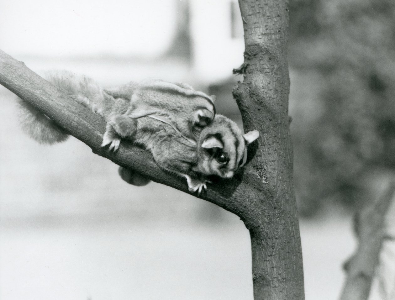 Um Planador de açúcar num ramo com o bebé nas costas, no Jardim Zoológico de Londres. de Frederick William Bond