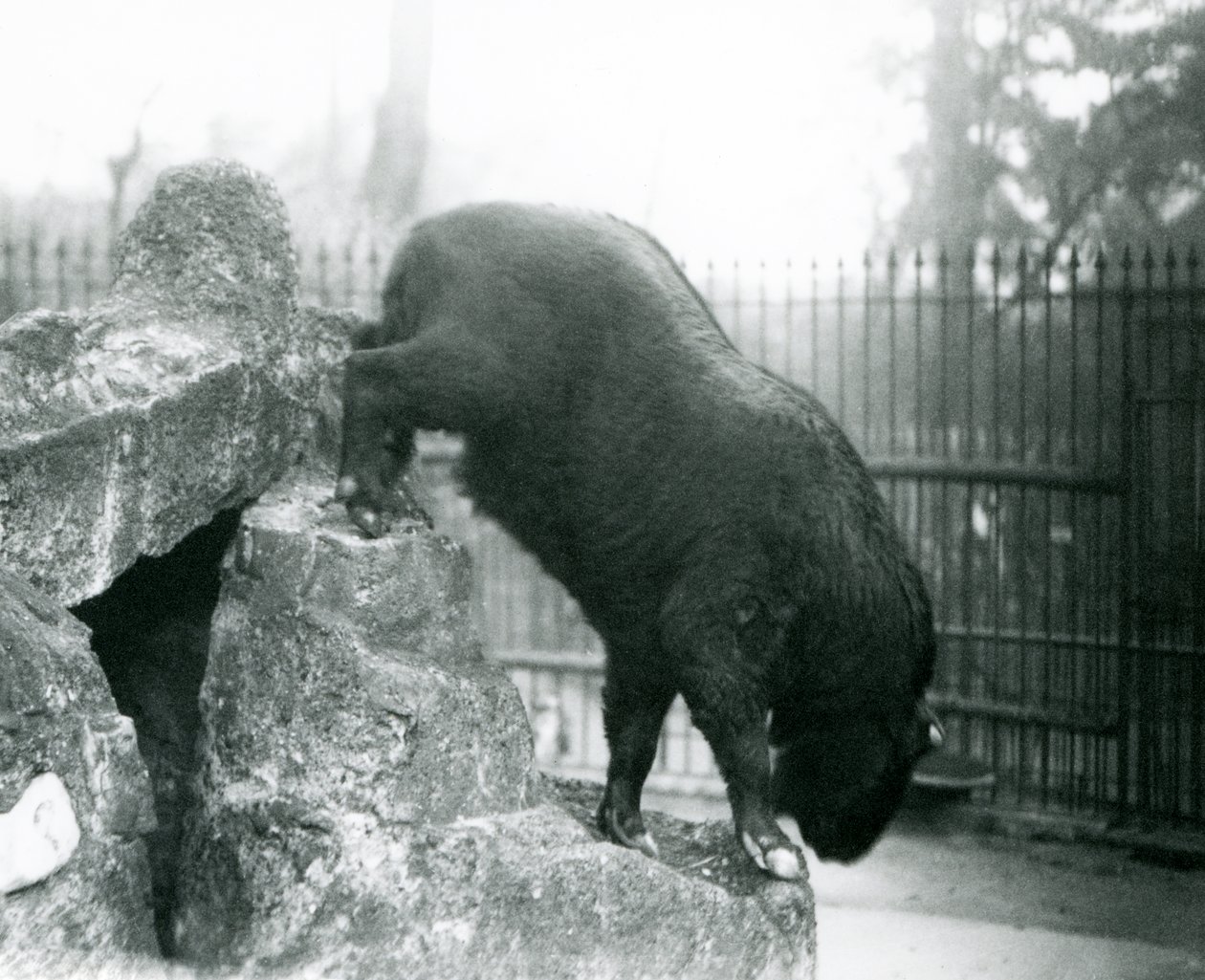 Uma Takin, também conhecida como Camurça de Gado ou Cabra Gnu, descendo das rochas, do Zoológico de Londres de Frederick William Bond