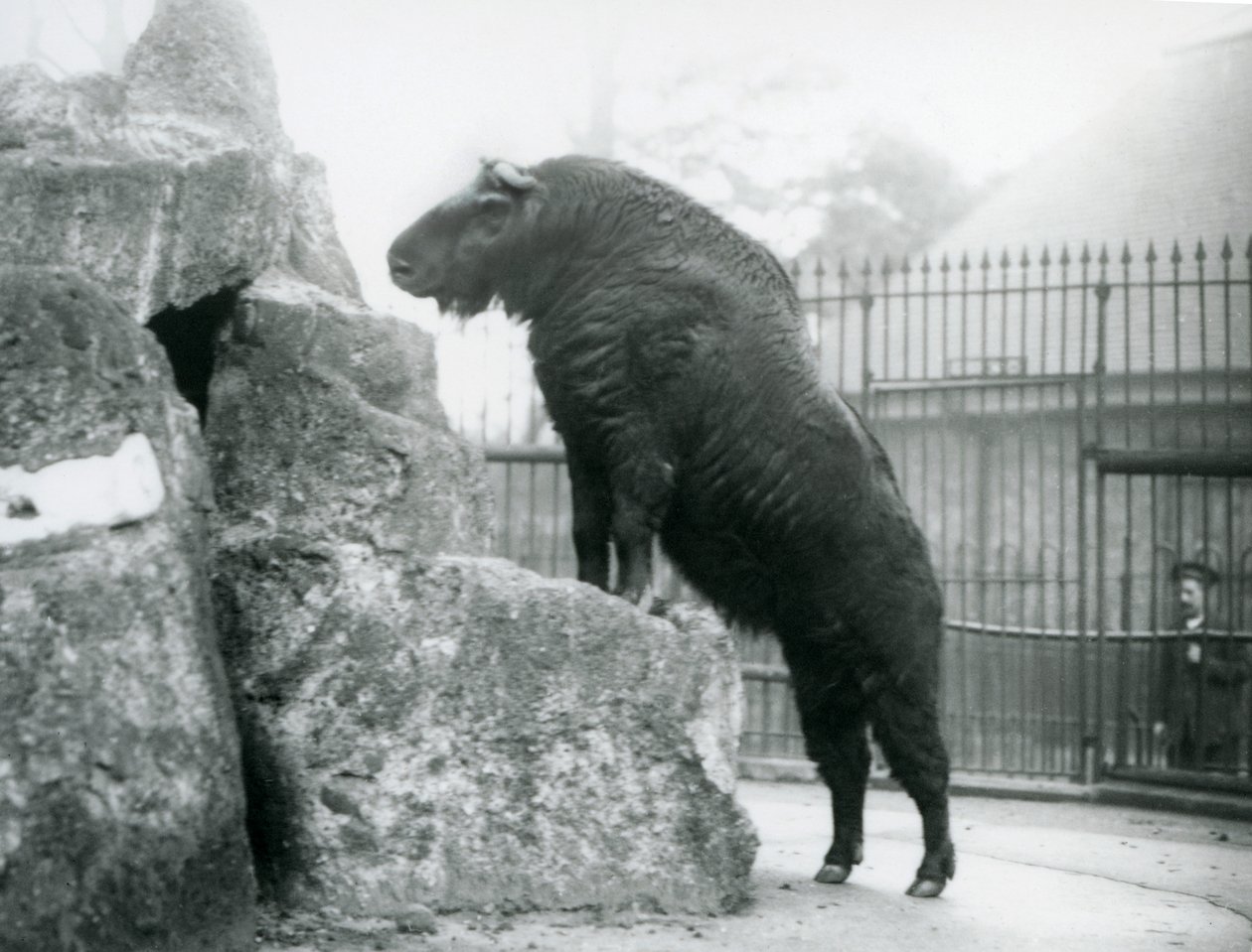 Um Takin, também conhecido como um bode Gnu ou camurça, em pé com as pernas da frente descansando sobre uma rocha, no Zoológico de Londres. de Frederick William Bond