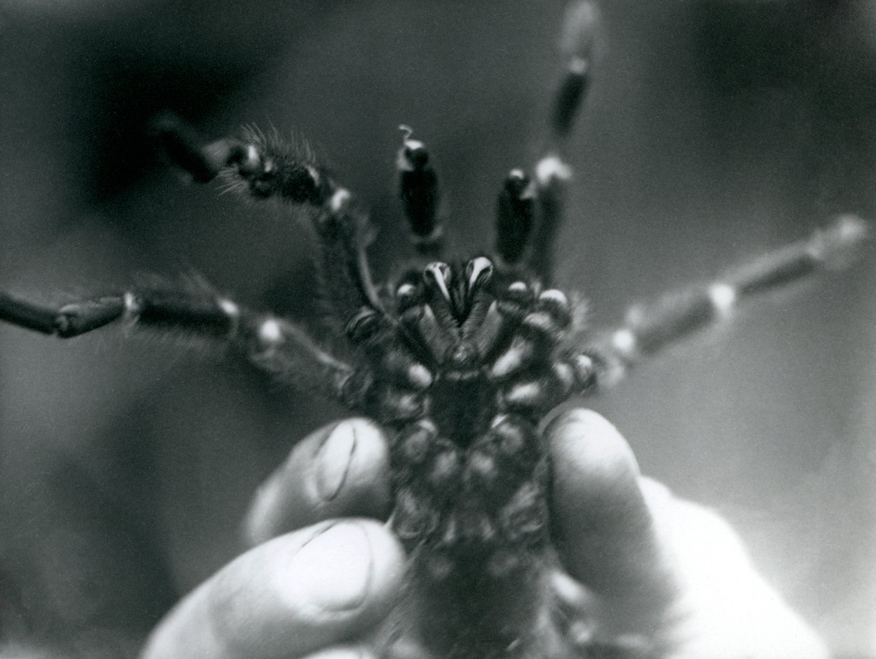 Uma tarântula sendo levantada para mostrar suas presas de baixo, Zoológico de Londres, outubro de 1925 de Frederick William Bond