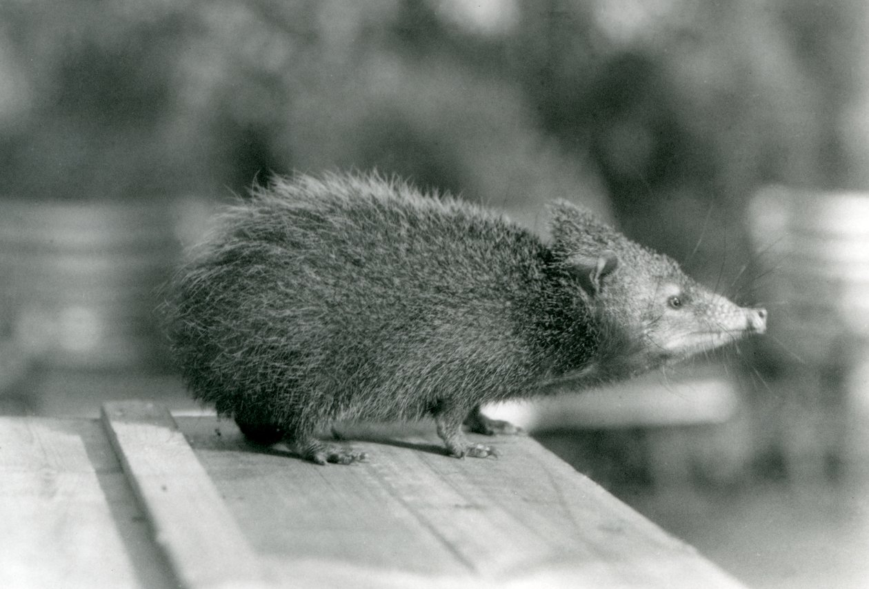 Um Tenrec no Jardim Zoológico de Londres em 1929 (foto a p/b) de Frederick William Bond