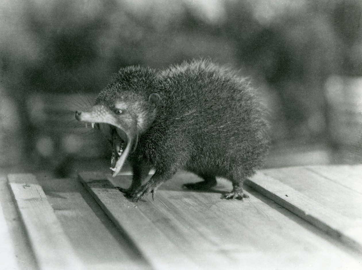 Um Tenrec com a boca aberta, mostrando a sua larga marcha e dentes afiados, Jardim Zoológico de Londres de Frederick William Bond