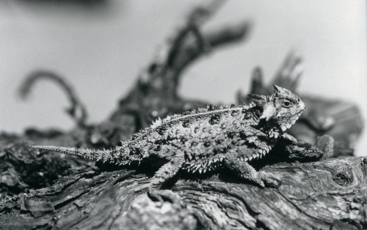Um lagarto vesgo do Texas/carpinteiro/carpinteiro/carpinteiro de montanha descansando em um tronco no Zoológico de Londres em setembro de 1928 (foto a p/b) de Frederick William Bond