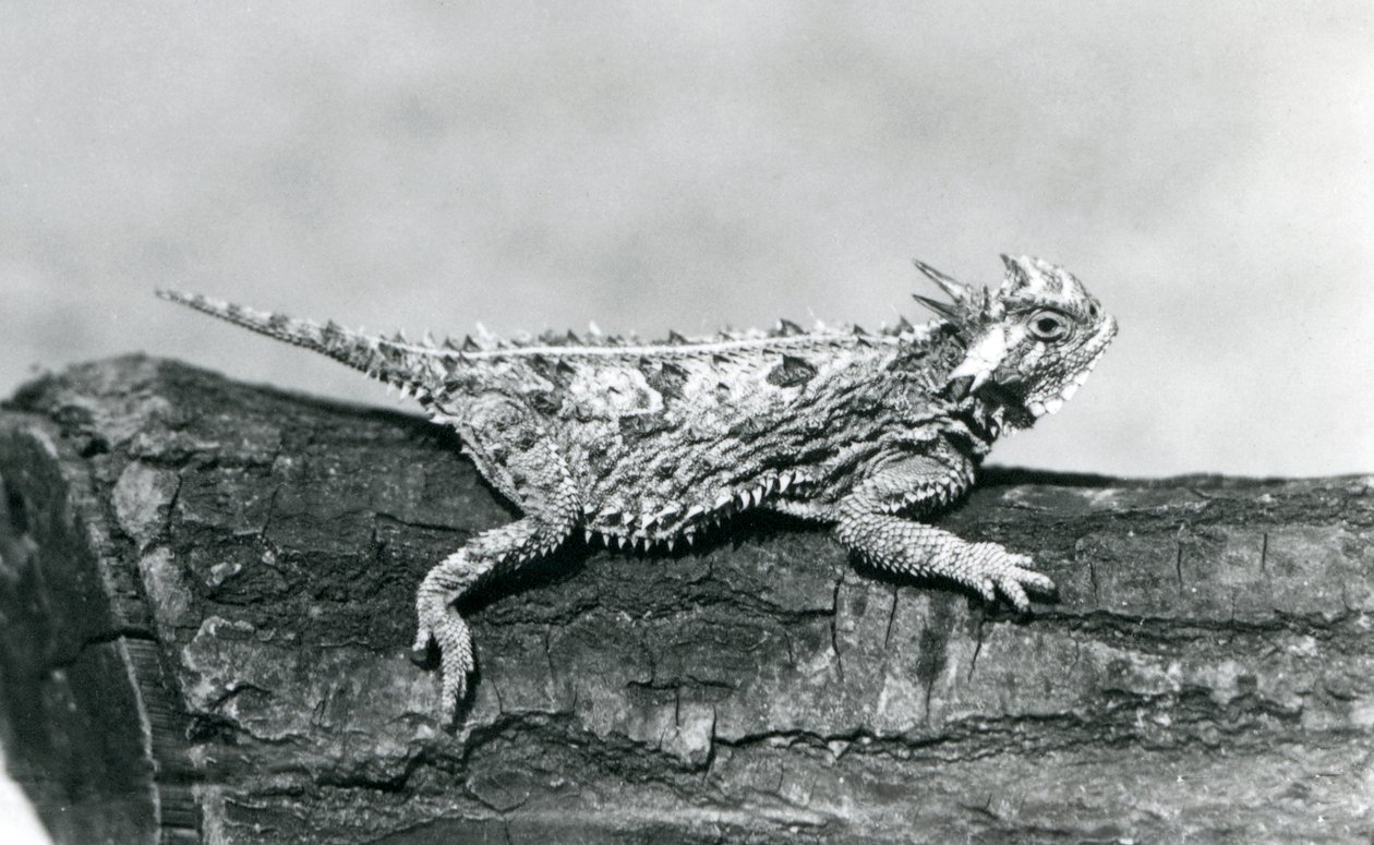 Um lagarto trompetista/ Sapo Trompetista/ Sapo Trompetista descansando em um tronco no Zoológico de Londres em agosto de 1928 (foto a p/b) de Frederick William Bond