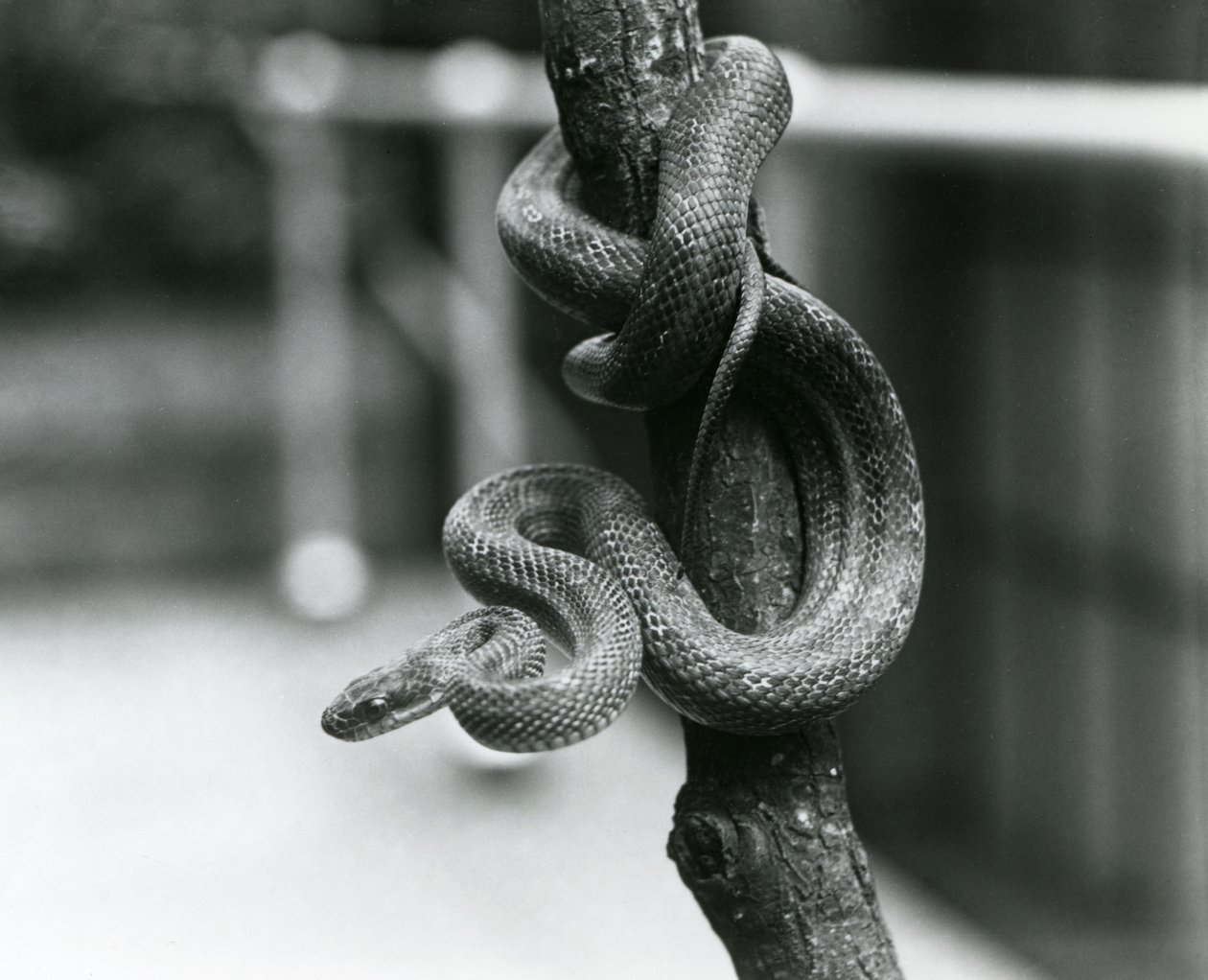 Uma Cobra Ratazana do Texas enrolada em torno de um ramo quase vertical no Zoológico de Londres em agosto de 1928 (foto a p/b) de Frederick William Bond