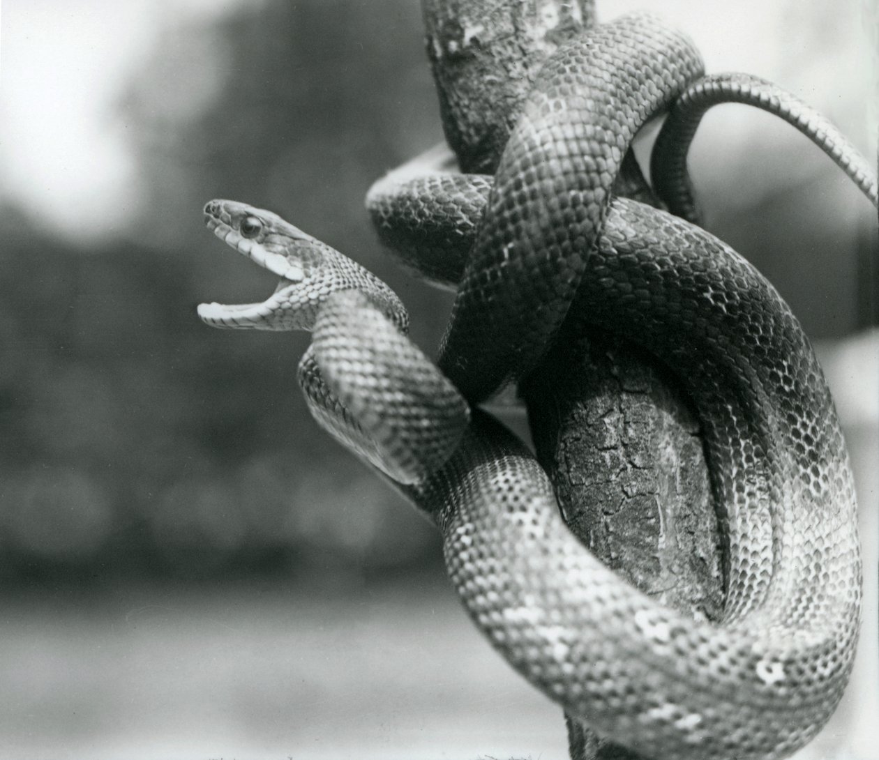Uma serpente de rato do Texas, enquanto enrolada despertou um ramo quase vertical, Jardim Zoológico de Londres, Agosto de 1928 (foto a p/b) de Frederick William Bond