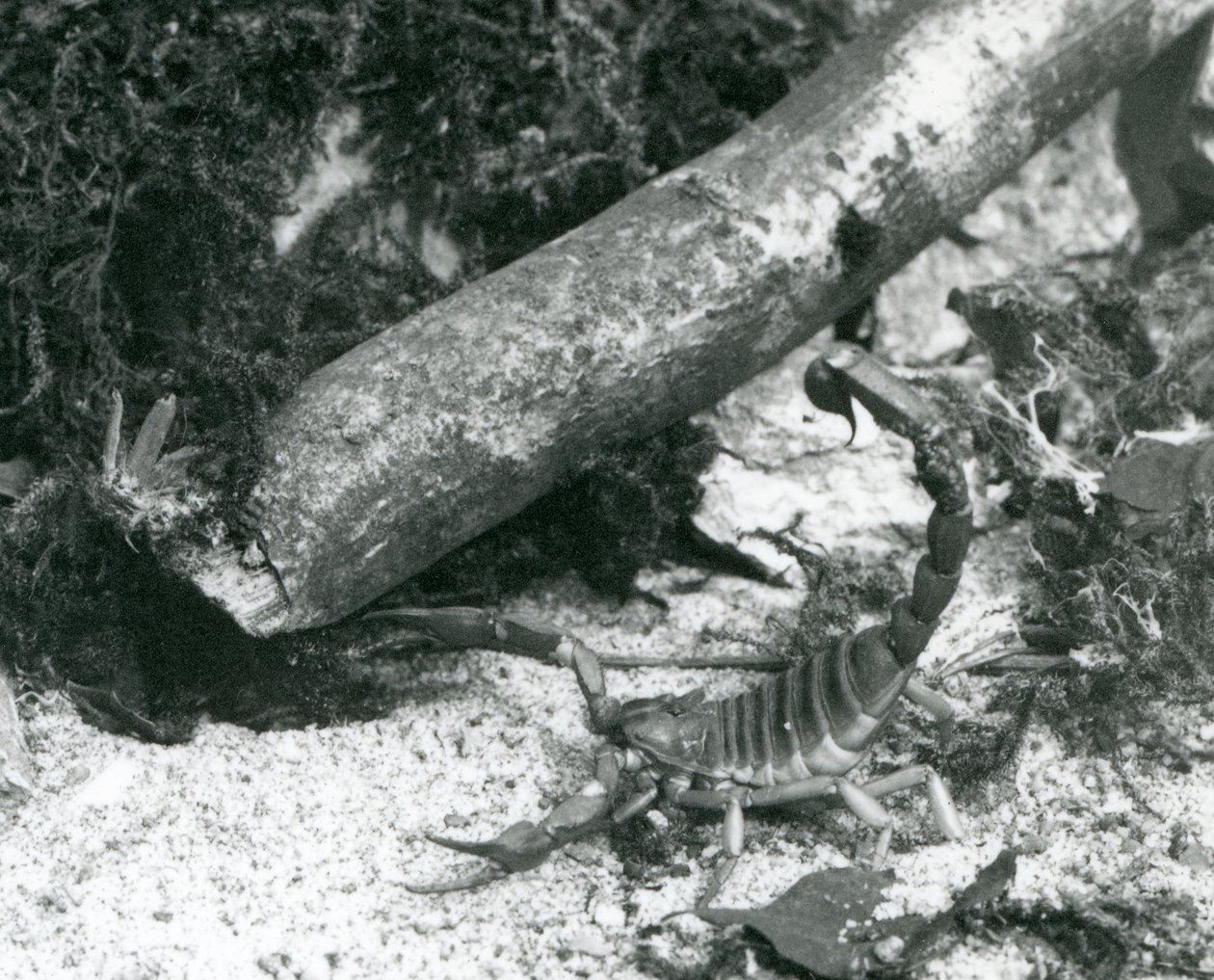 Um Escorpião do Texas no Zoológico de Londres em 1928 (foto a p/b) de Frederick William Bond