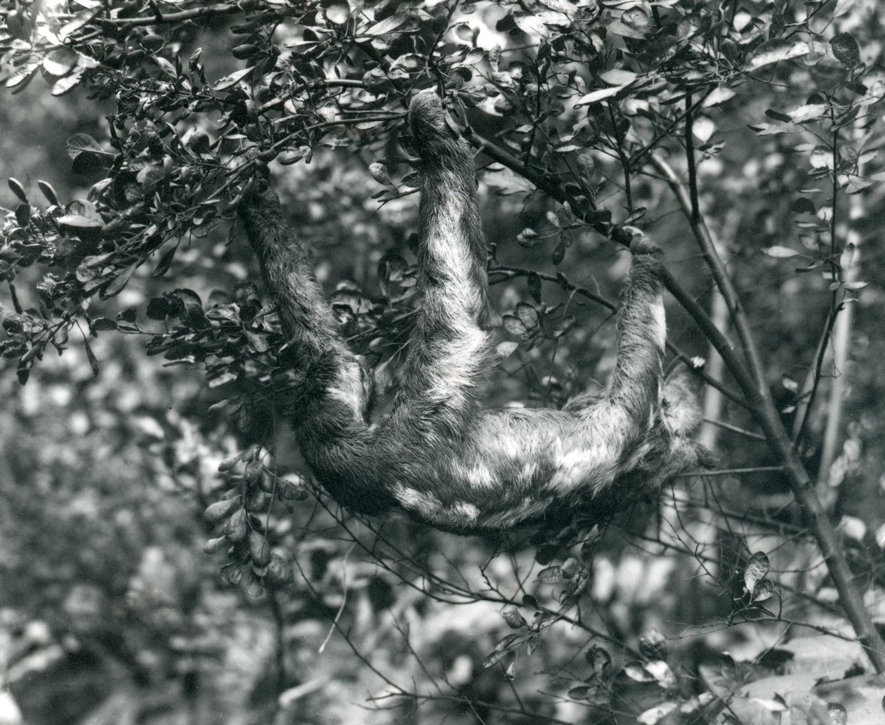 Uma preguiça Três-toed que pendura de um ramo frondoso no jardim zoológico de Londres. Agosto de 1920 de Frederick William Bond