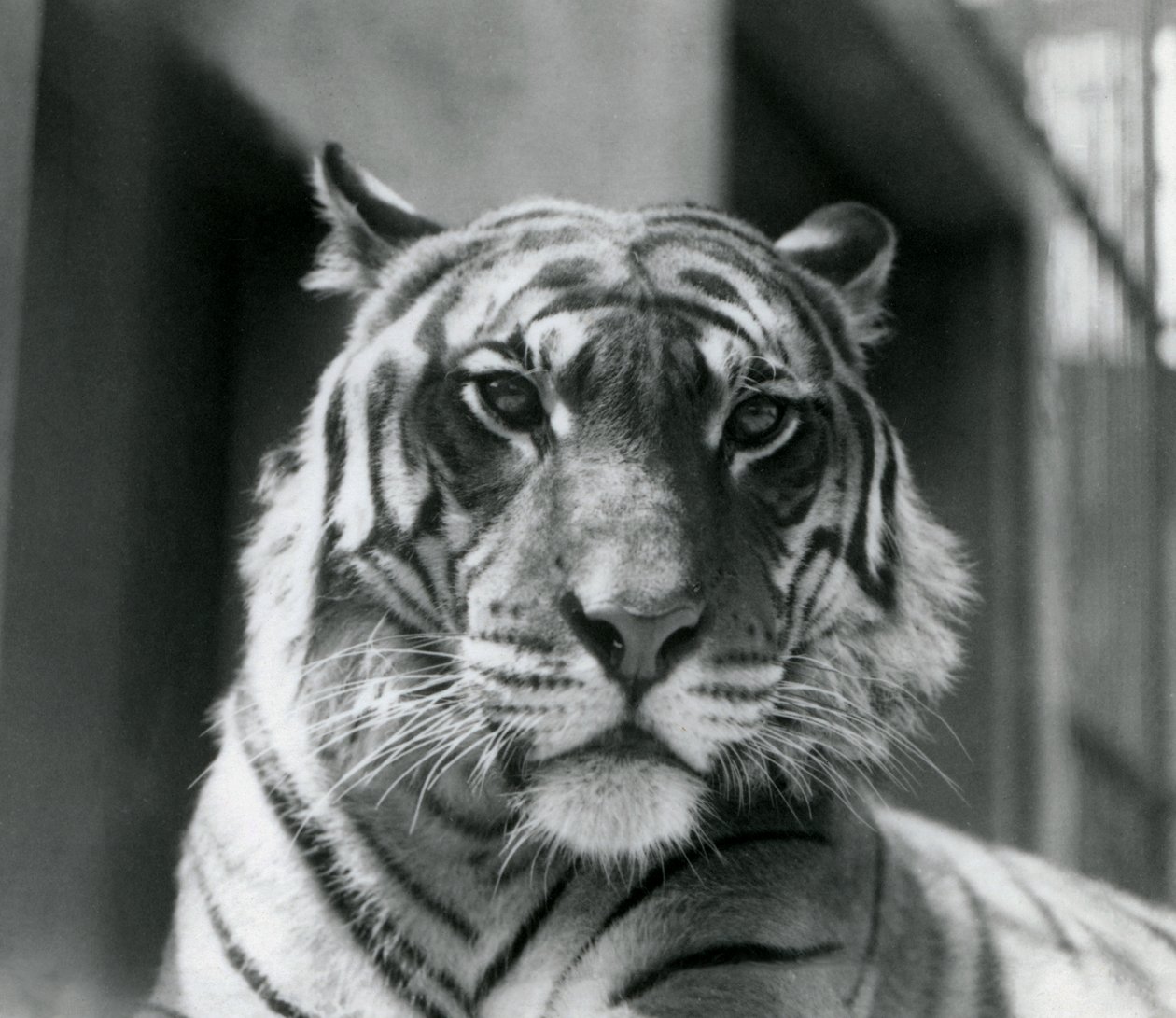 Um tigre no zoológico de Londres em julho de 1924 de Frederick William Bond