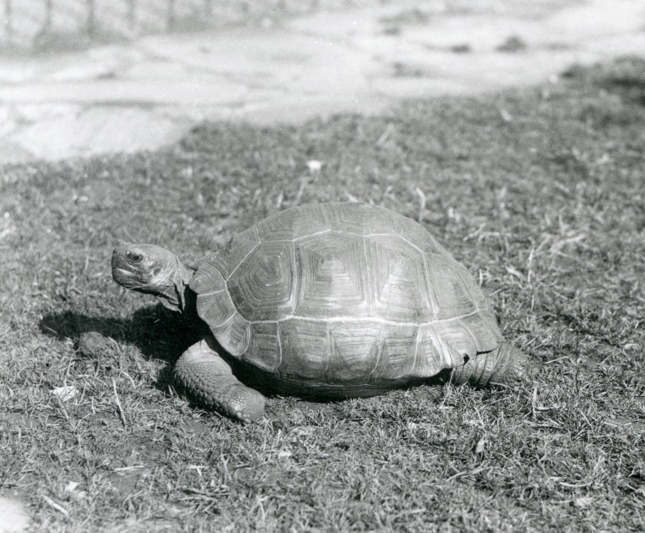 Uma Tartaruga de pé na relva no Jardim Zoológico de Londres em 1926 (foto a p/b) de Frederick William Bond