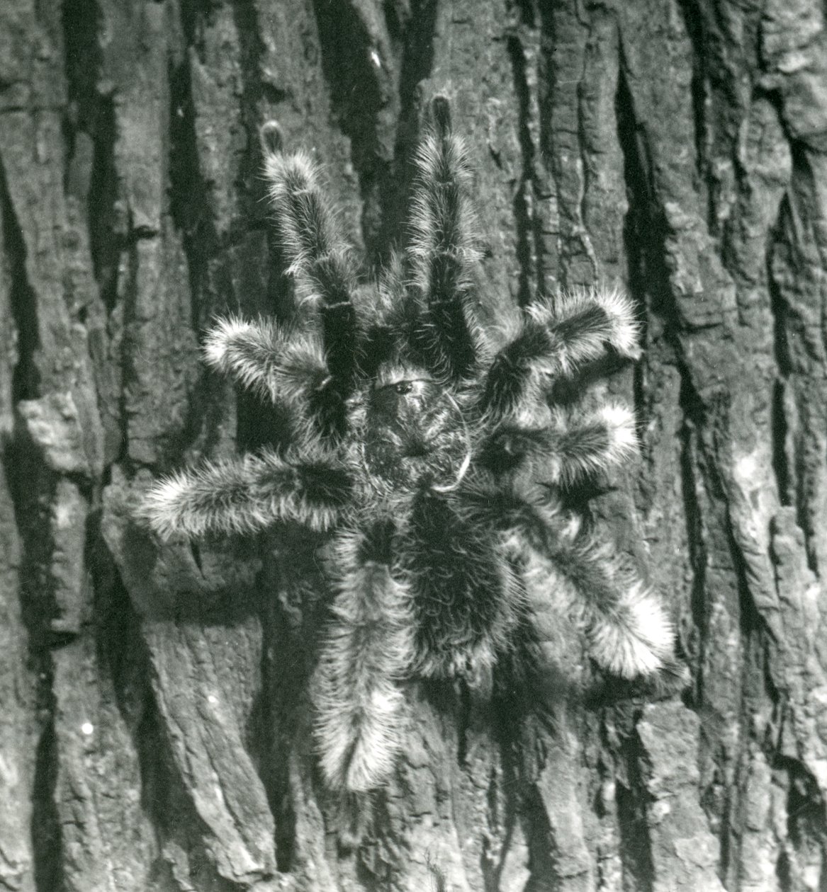 Uma tarântula de Trinidad Chevron na casca de um tronco de árvore, zoológico de Londres, em outubro de 1926 de Frederick William Bond