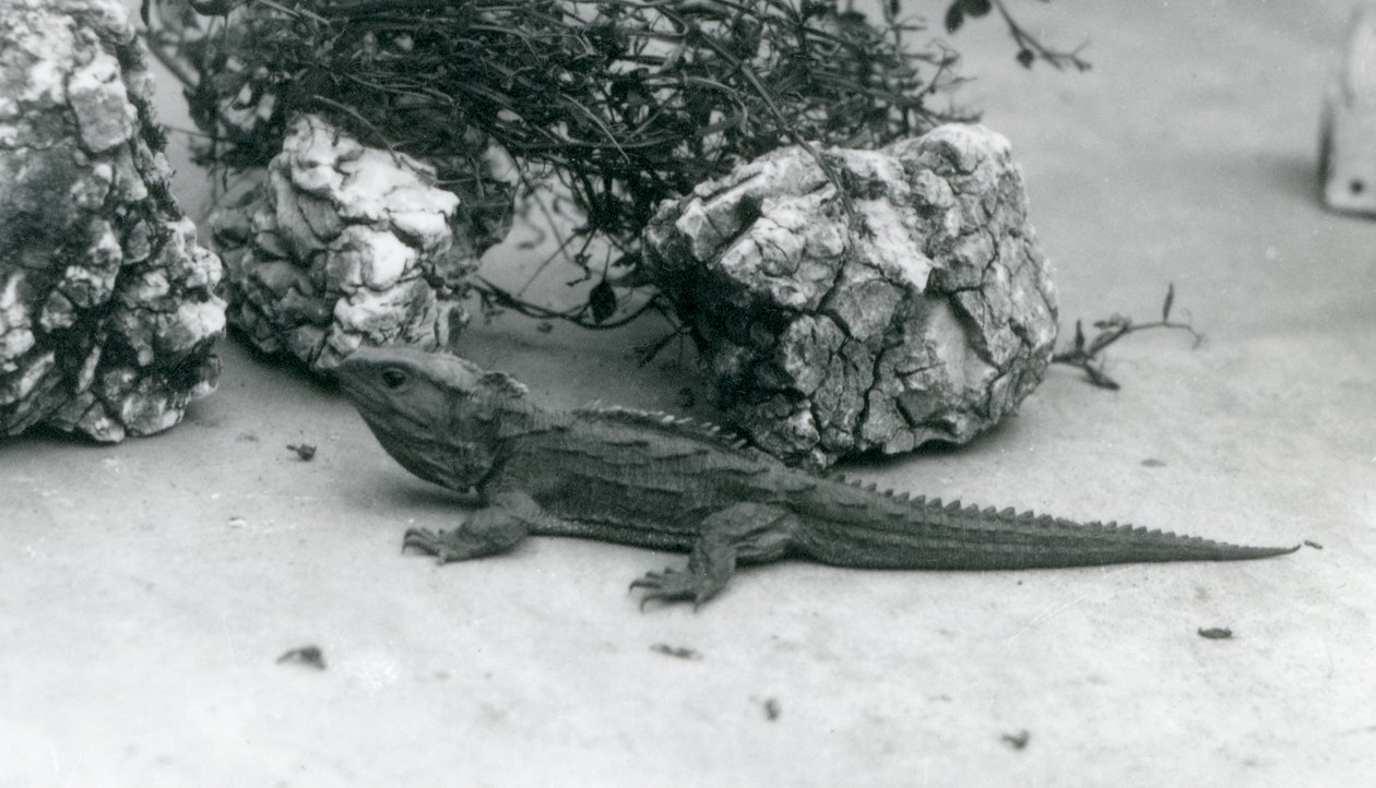 Um Tuatara no Zoológico de Londres em 1927 de Frederick William Bond