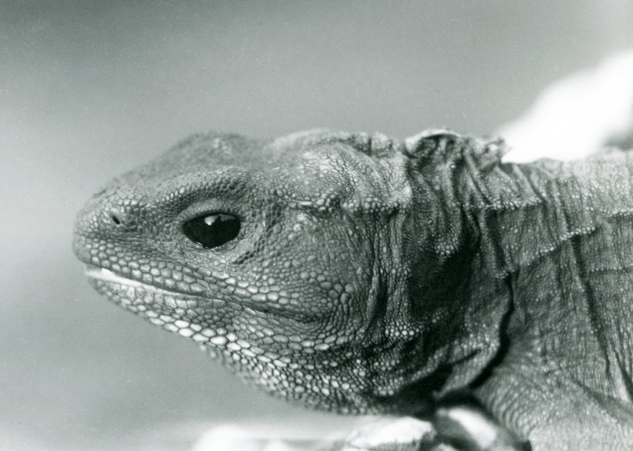 Uma Tuatara no Zoológico de Londres em 1928 (foto a p/b) de Frederick William Bond