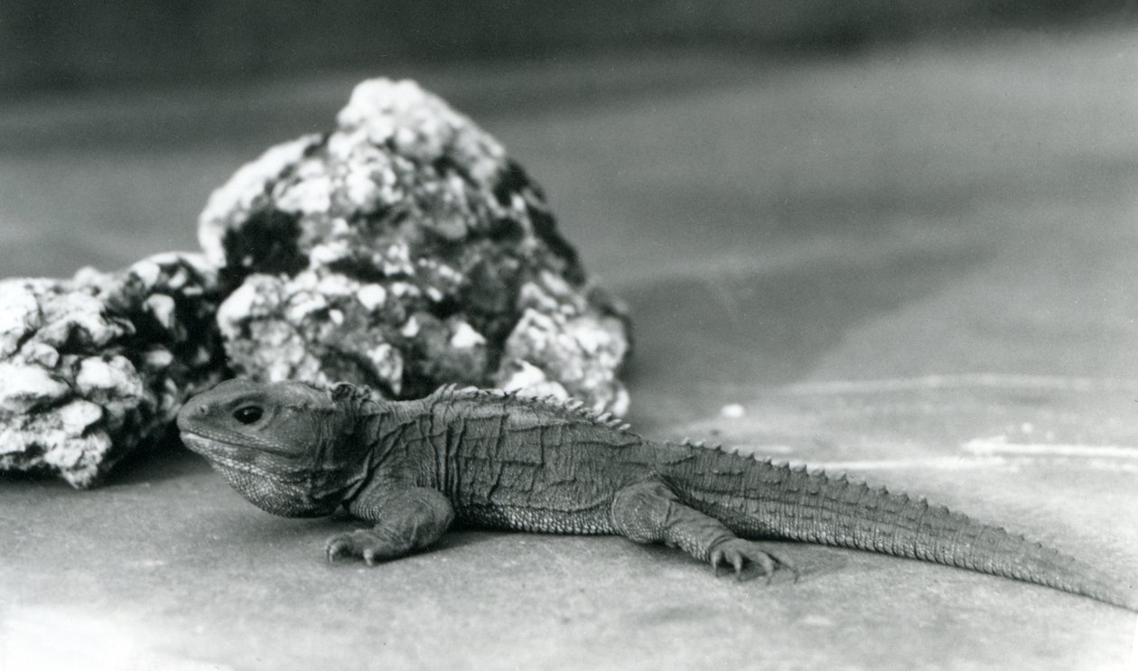 Uma Tuatara, deitada em frente a uma rocha, no Jardim Zoológico de Londres em 1928 (foto a p/b) de Frederick William Bond