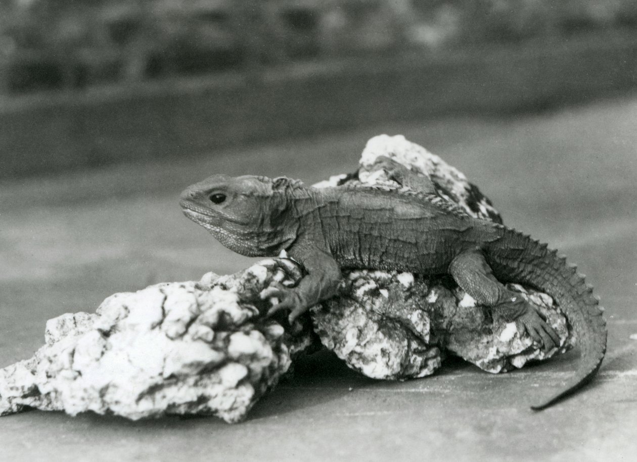 Uma Tuatara, deitada sobre uma rocha, no Jardim Zoológico de Londres em 1929 (foto a p/b) de Frederick William Bond