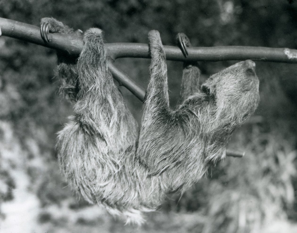 Uma preguiça de dois dedos pendurada em um galho de corte, o zoológico de Londres, 1927 de Frederick William Bond