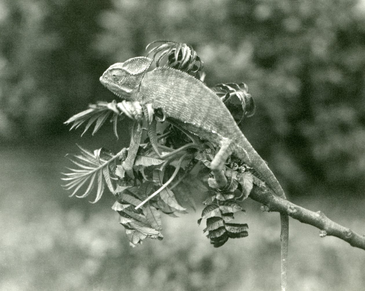 Um camaleão velado ou iemenita no final de um galho frondoso no zoológico de Londres, junho de 1924 de Frederick William Bond