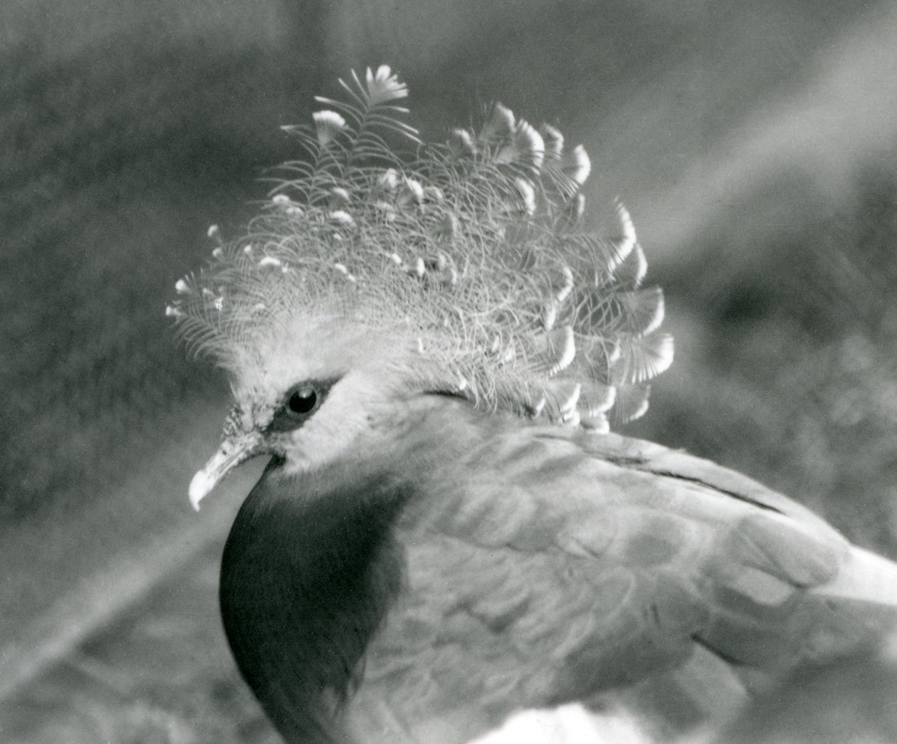 Um pombo coroado de Victoria no jardim zoológico de Londres em setembro de 1927 de Frederick William Bond