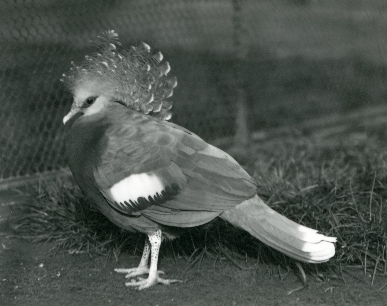 Um, victorian, coroado, pombo, ficar, ligado, chão, em, jardim zoológico londres, em, setembro, 1927 de Frederick William Bond