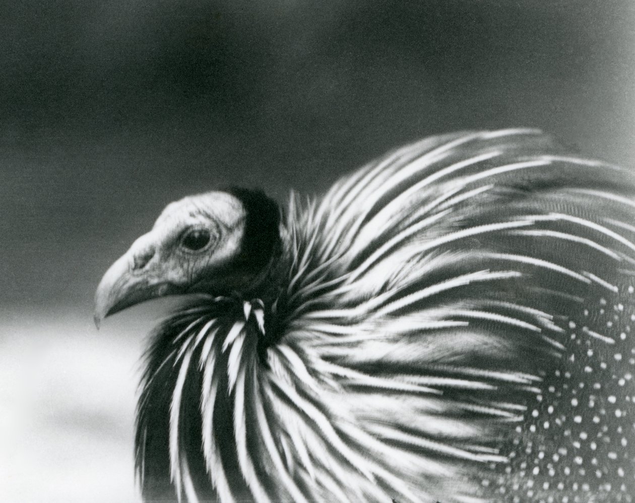 A Guineafowl Vulturine no London Zoo em 1927 de Frederick William Bond