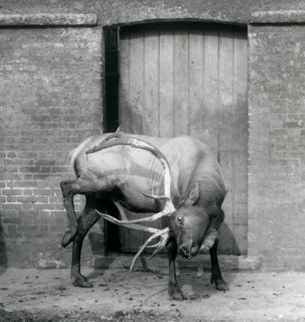Um cervo WapitiElk em pé em seu recinto no Zoológico de Londres em setembro de 1927 de Frederick William Bond