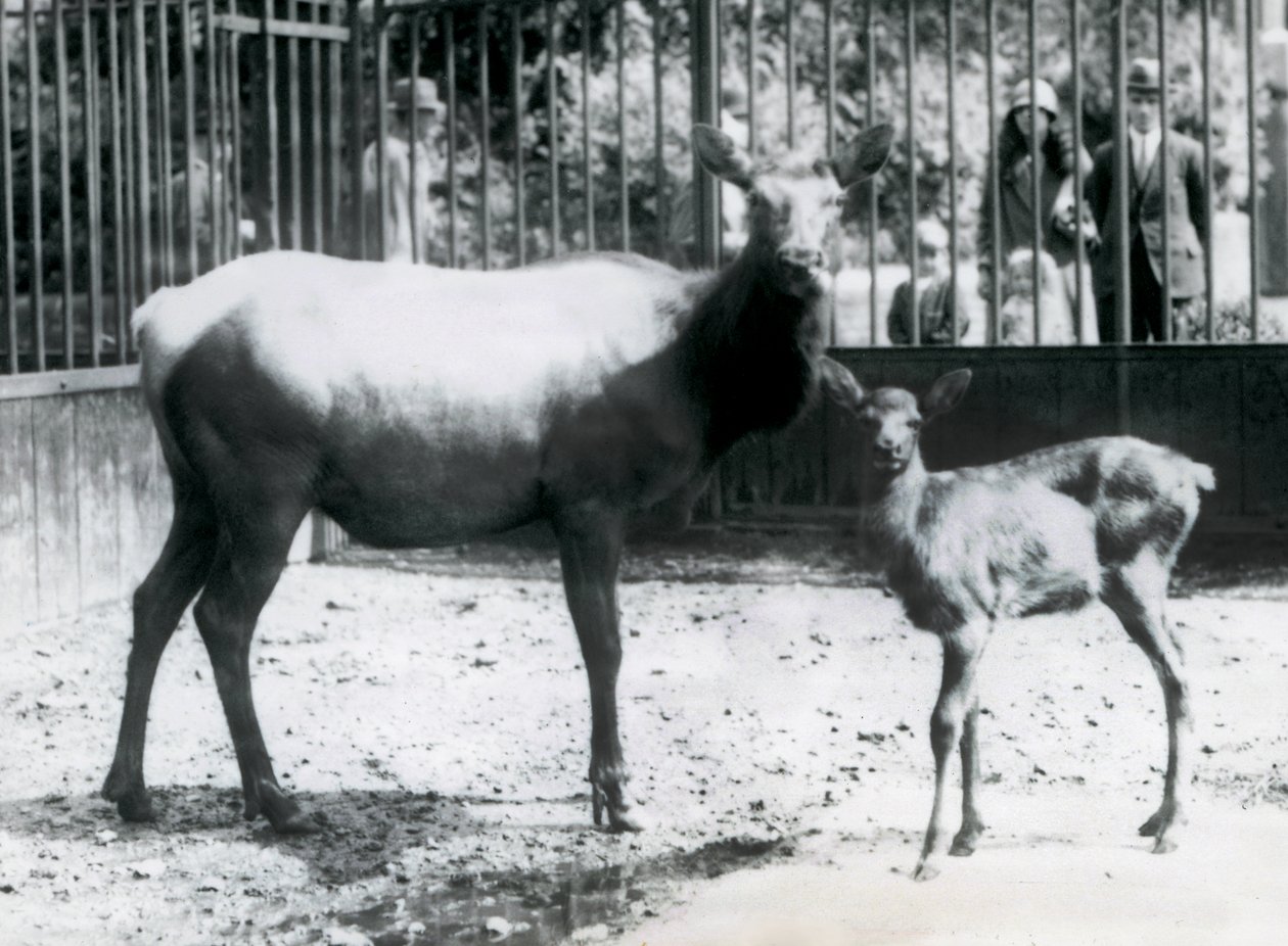 Um Wapiti/Elk com o seu bumbum no seu paddock com os visitantes a olhar através dos bares, no Jardim Zoológico de Londres de Frederick William Bond