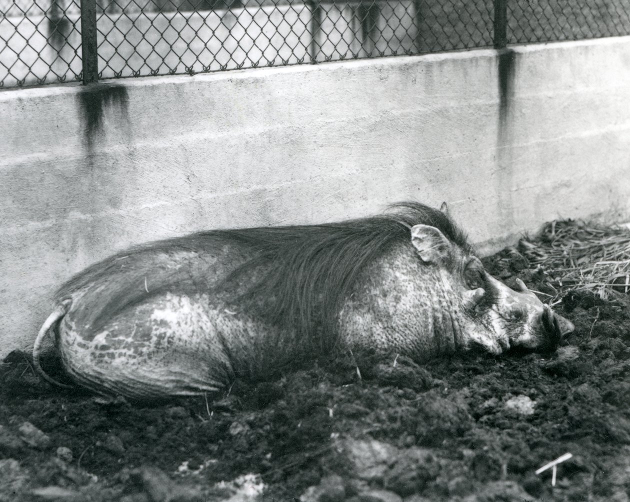 Um Warthog dormindo na lama, Jardim Zoológico de Londres, julho de 1927 (foto a p/b) de Frederick William Bond