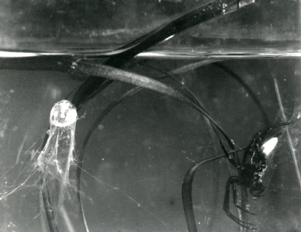 Uma aranha da água e seu sino de ar debaixo d&39;água, zoológico de Londres, outubro de 1925 de Frederick William Bond