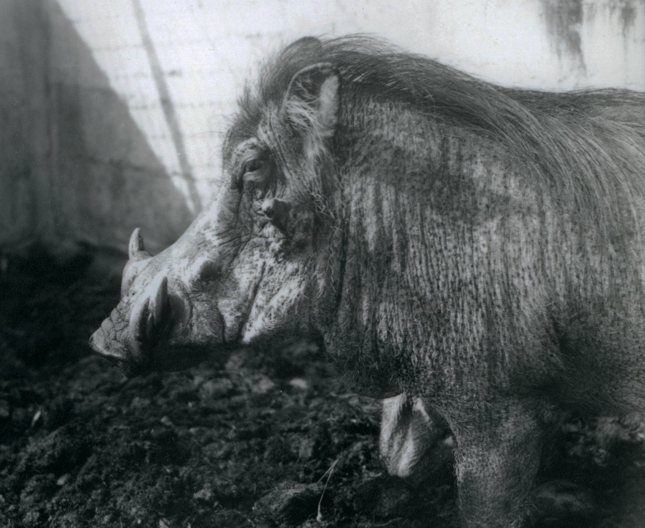 Wathog em pé na lama, zoológico de Londres, 1927 de Frederick William Bond