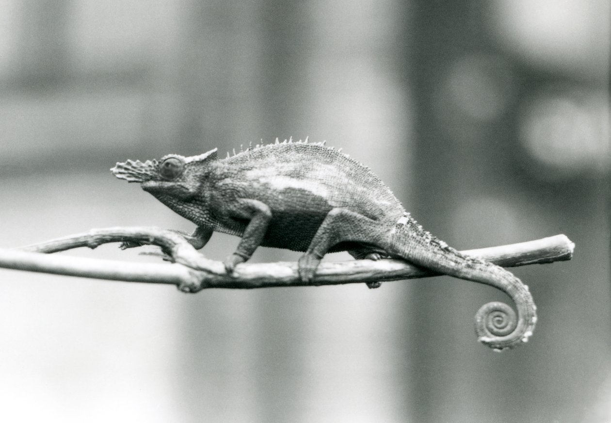 Um camaleão de dois chifres West Usambara, Zoológico de Londres, 1927 de Frederick William Bond