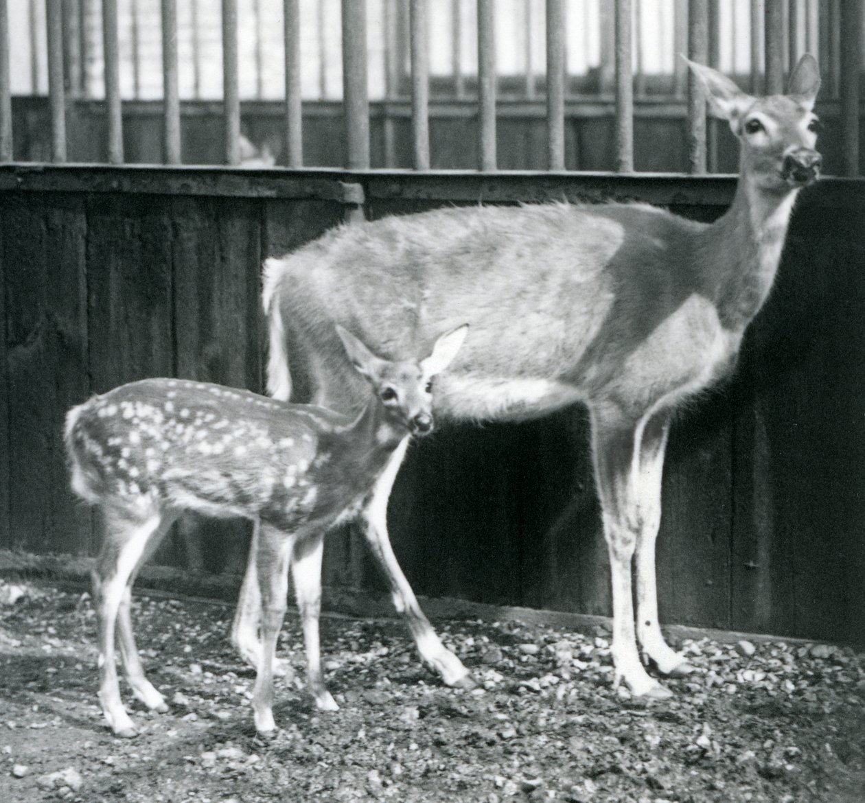 Um cervo virgem-de-cauda-branca com seu fulvo no zoológico de Londres em agosto de 1927 de Frederick William Bond