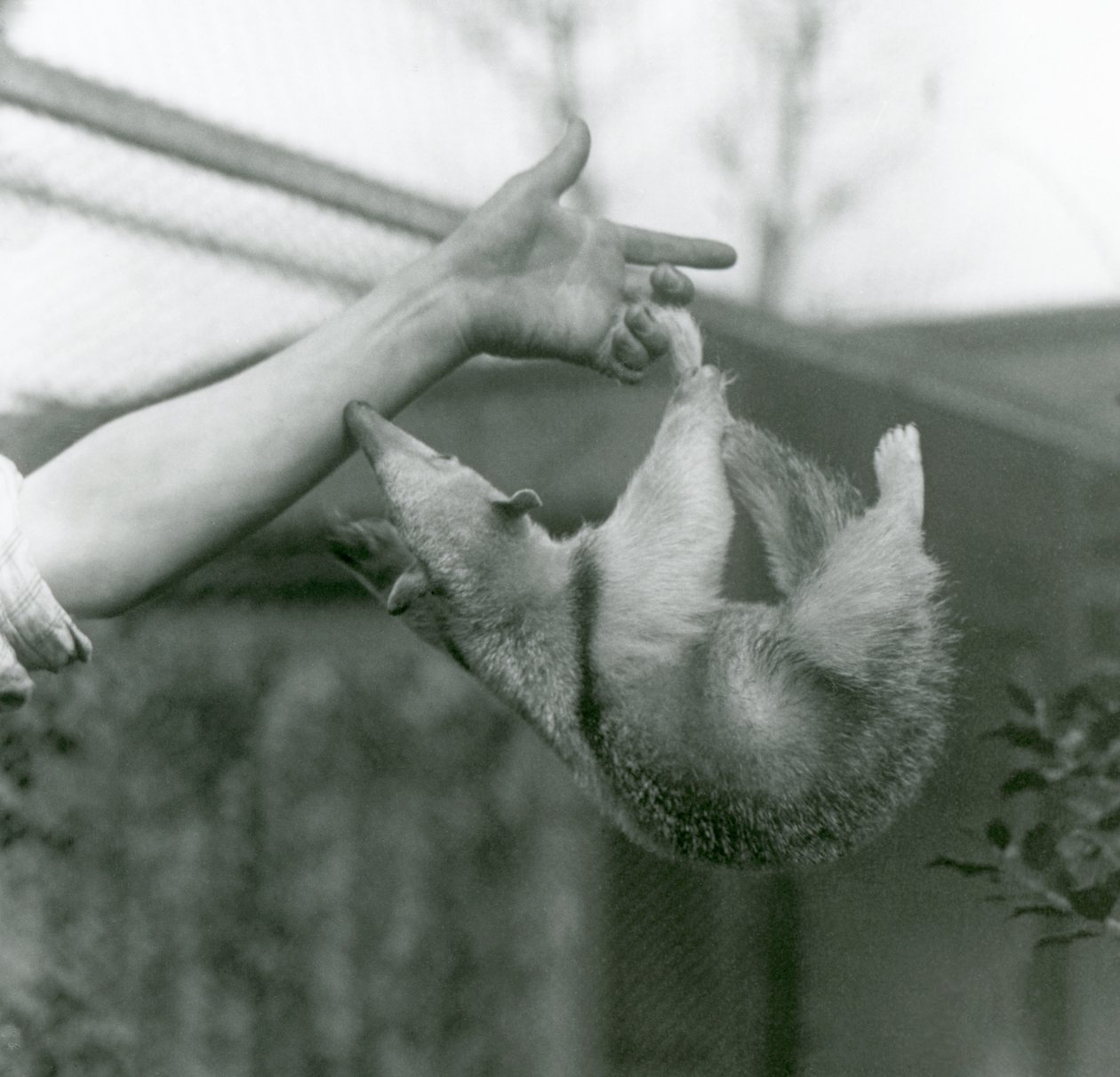 Um jovem Tamanduá de colarinho pendurado em seus dedos guardiões com sua cauda preênsil, enquanto se agarra ao braço do guarda-redes, o zoológico de Londres, em abril de 1925 de Frederick William Bond