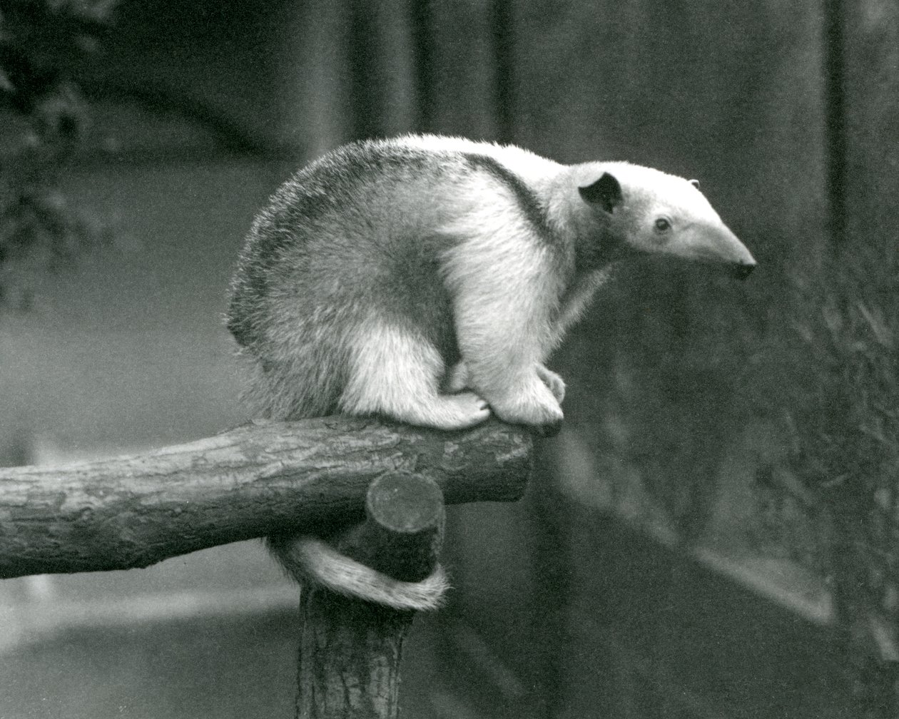 Um jovem colarinho Tamanduá sentado no final de um ramo segurando com sua cauda preênsil, London Zoo, 24 de abril de 1925 de Frederick William Bond