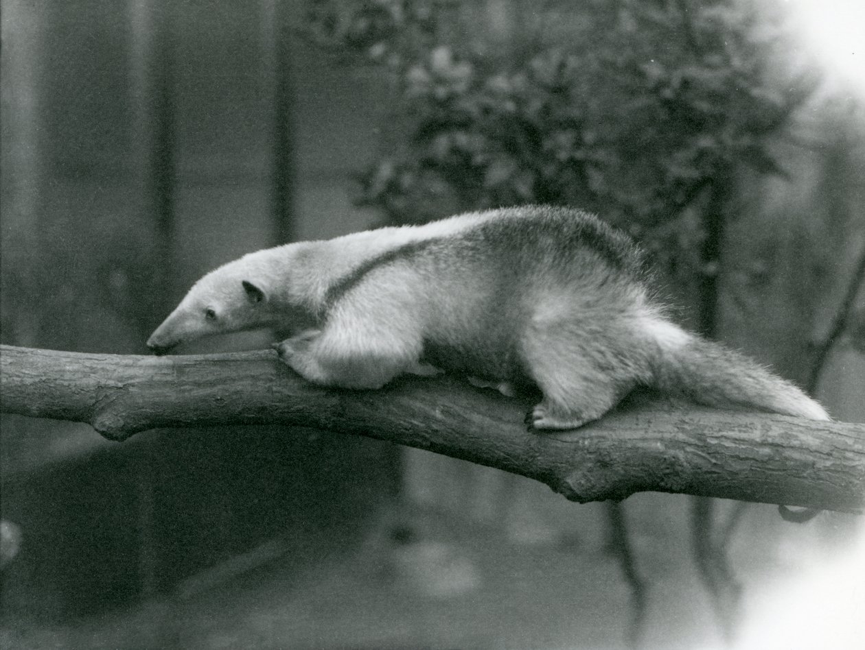 Um jovem colarinho Tamanduá caminhando ao longo de uma filial no zoológico de Londres, 24 de abril de 1925 de Frederick William Bond