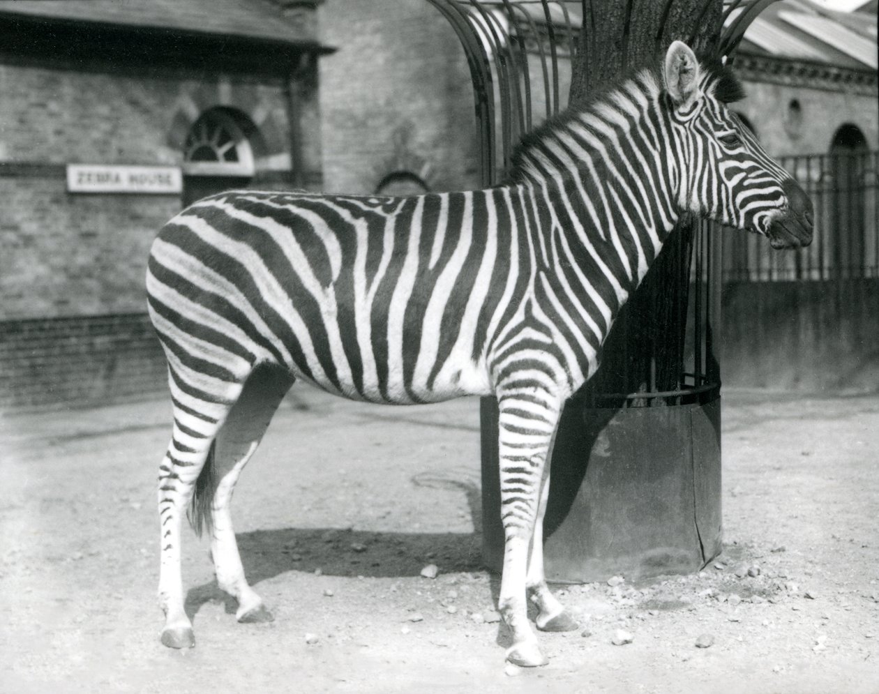 Uma Zebra fica no paddock no exterior da Zebra House no Zoo de Londres em 1925 (foto a p/b) de Frederick William Bond