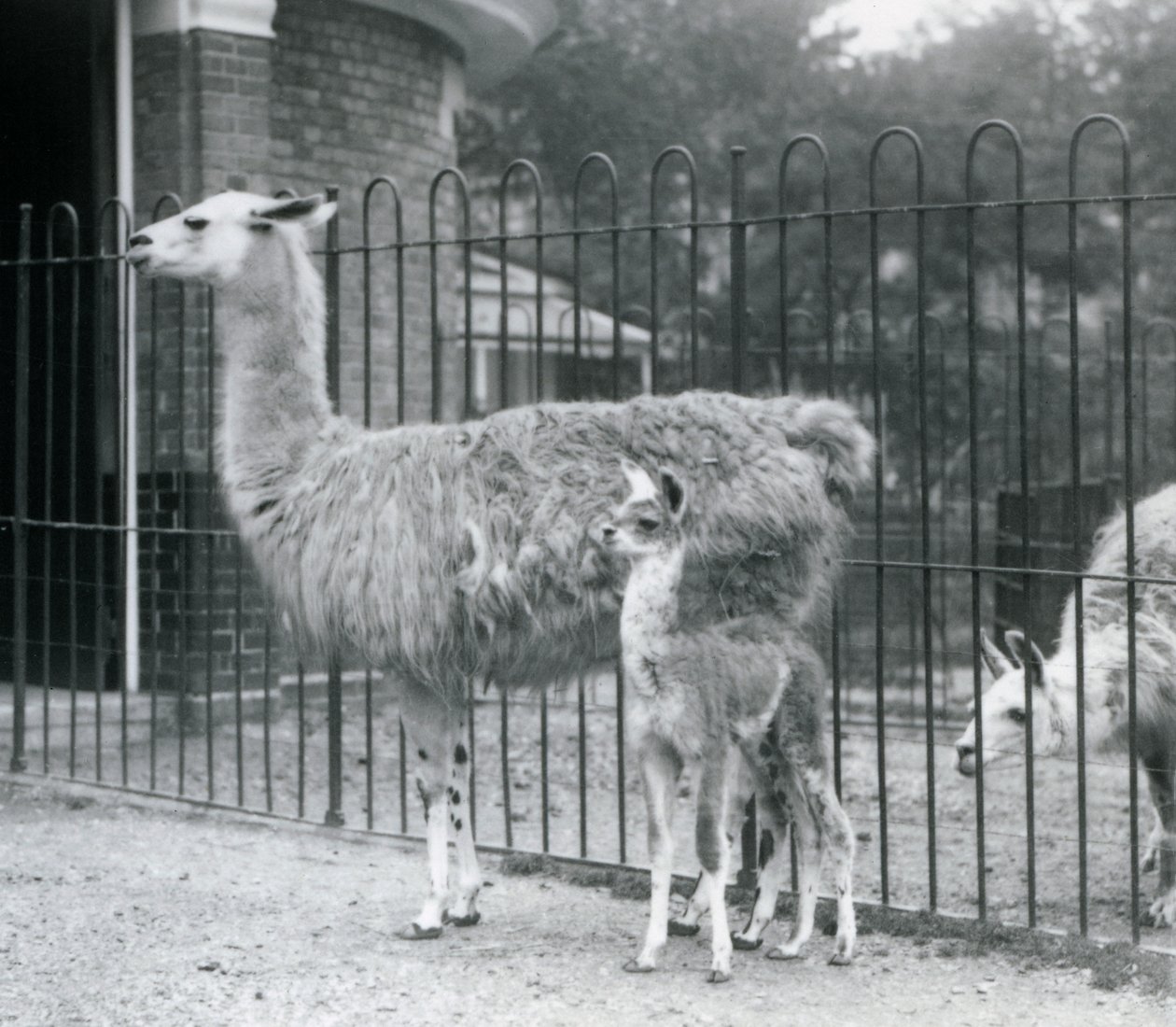 Um bebê Llama ou Cria com sua mãe no zoológico de Londres, 1926 de Frederick William Bond