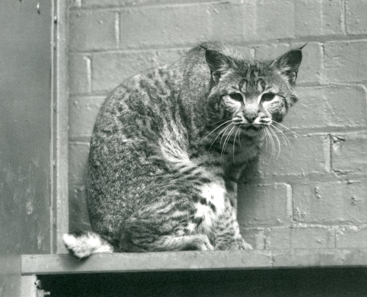 Um lince de lince olhando para baixo de uma saliência, em que está sentado, em seu recinto, o zoológico de Londres, em março de 1925 de Frederick William Bond